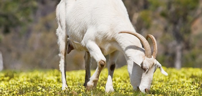 Keçi sütü Avrupa’ya Çanakkale’den gidecek