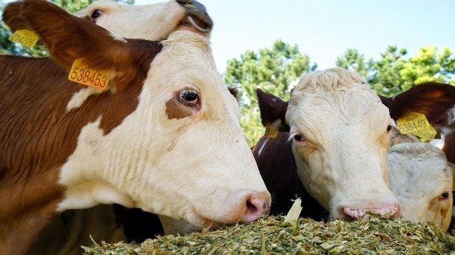 canli-hayvan-borsasi-inek-2-gidahatti