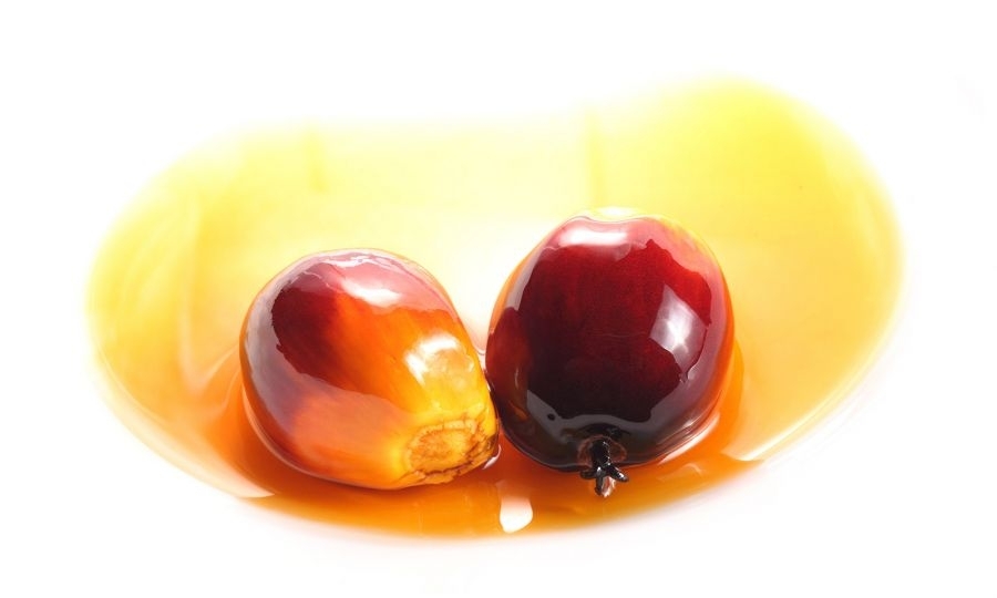 palm-yagi-gidahatti (4)