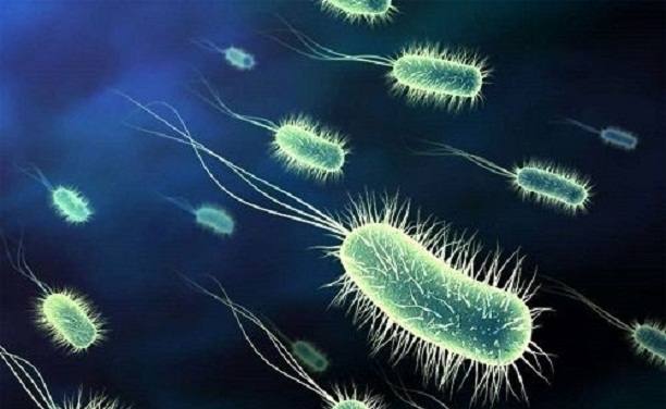 kanser-bakteri-1-gidahatti